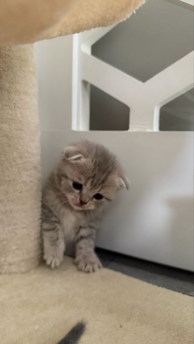 Шотлагдские котята