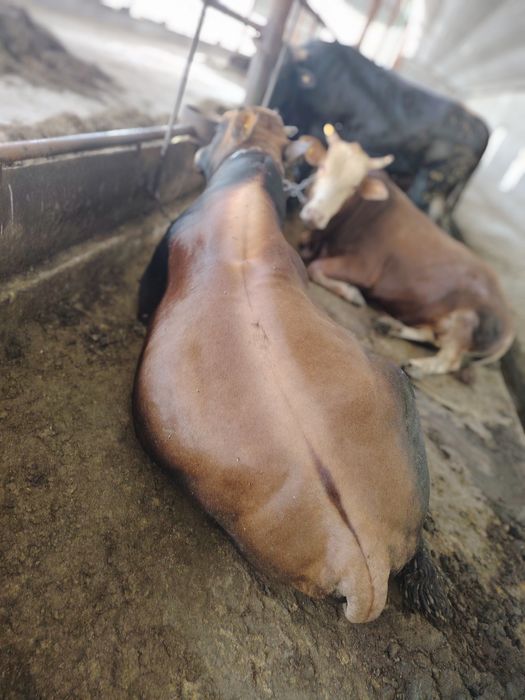 Живой весга сотилади