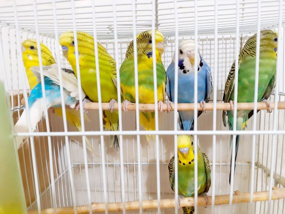 Канарейка попугай сотилади оптом арзон срочно