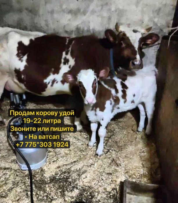 продам тихую корову с теленком
