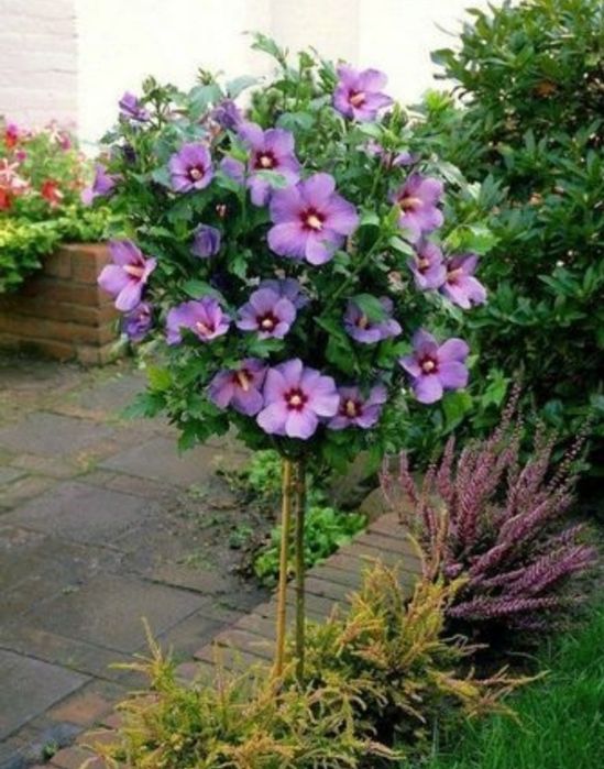 Manzarali Gul Daraxtlar Klon chinor gujum terak malva