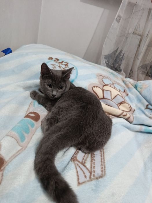 Продам котенка британец