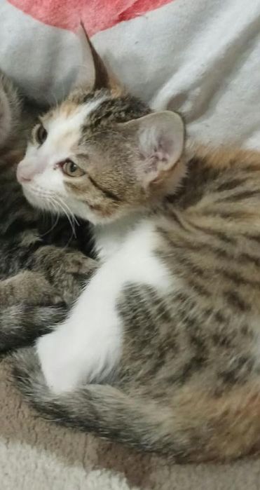 Отдам котят в хорошие руки