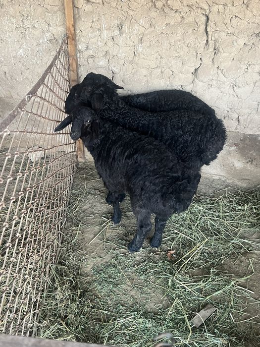 Qozilar sotladi 1 tasi avgʻon qozi sogʻlgʻi yeb ichishi zor