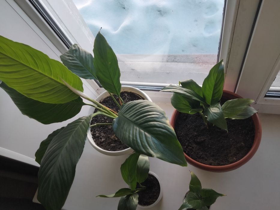 Продаю цветы домашние