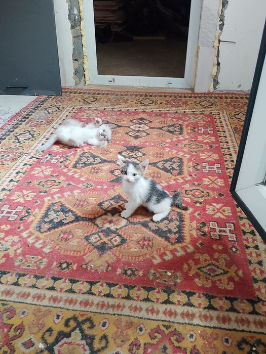 Отдам котят 2 мальчика, 2 девочки