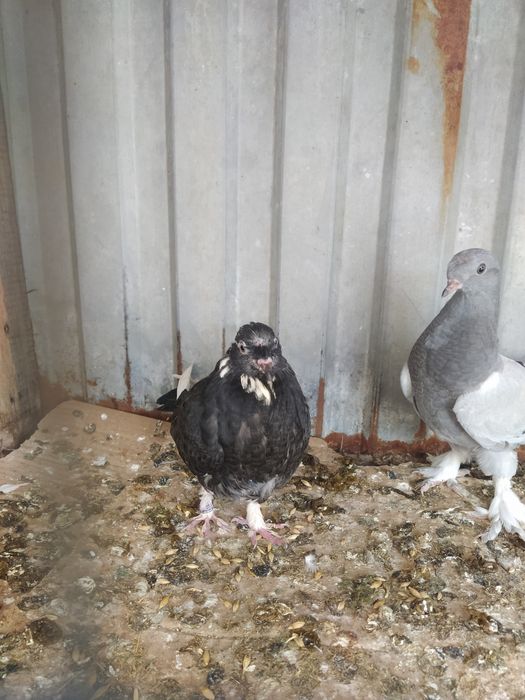 Пискуны Носочуб Такла