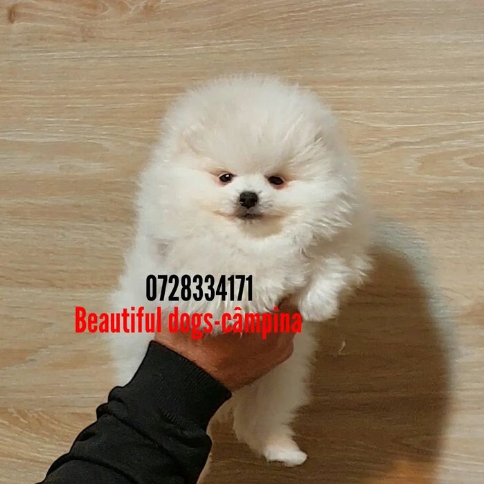 Pomeranian pui femelă, talie mică