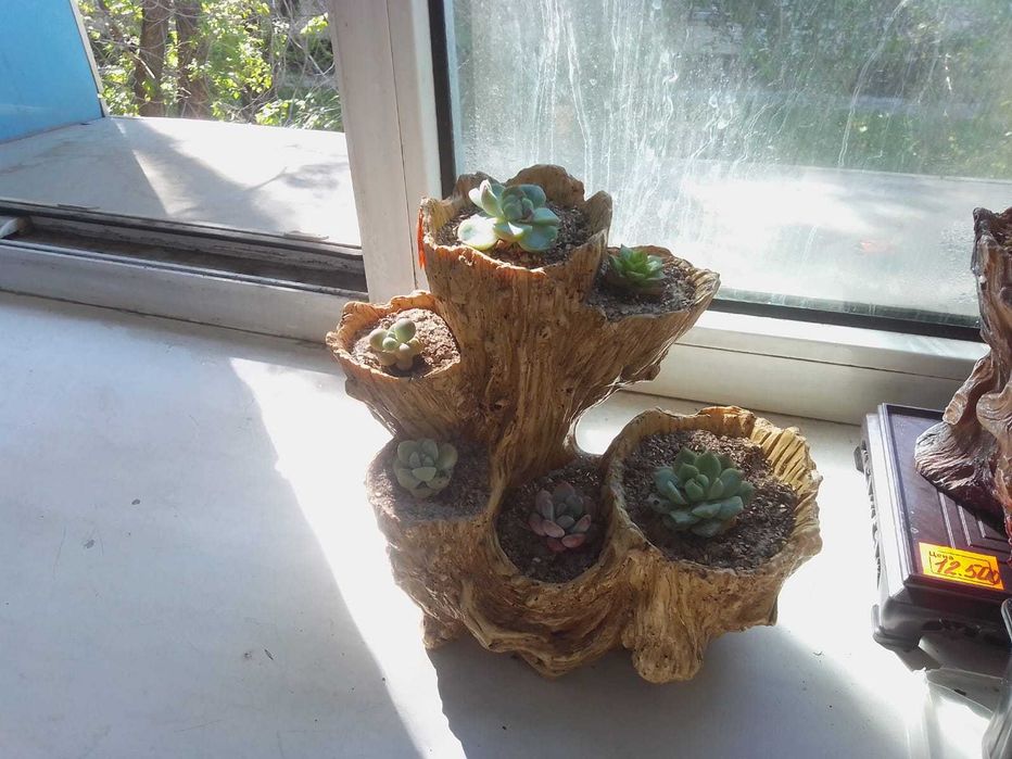 Продам суккуленты