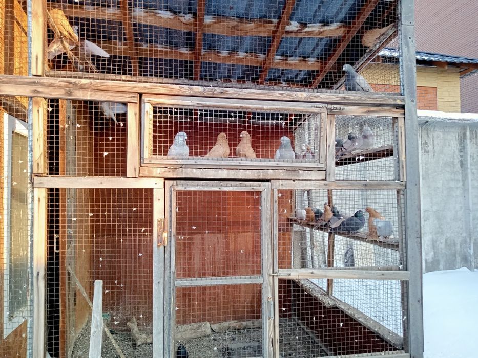 Голуби разные 7 шт:2,500