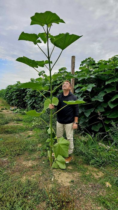Пауловния БГ ООД   фиданки Shan Tong – промо пакети и коренови резници