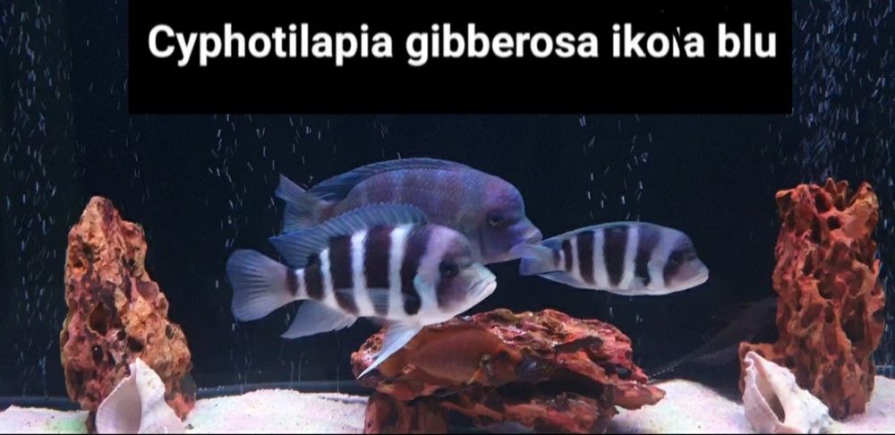 Продам Frantoza Icola blue