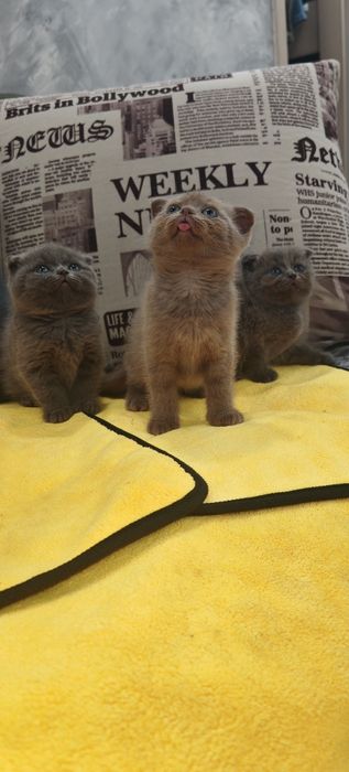 Котята шотландцы