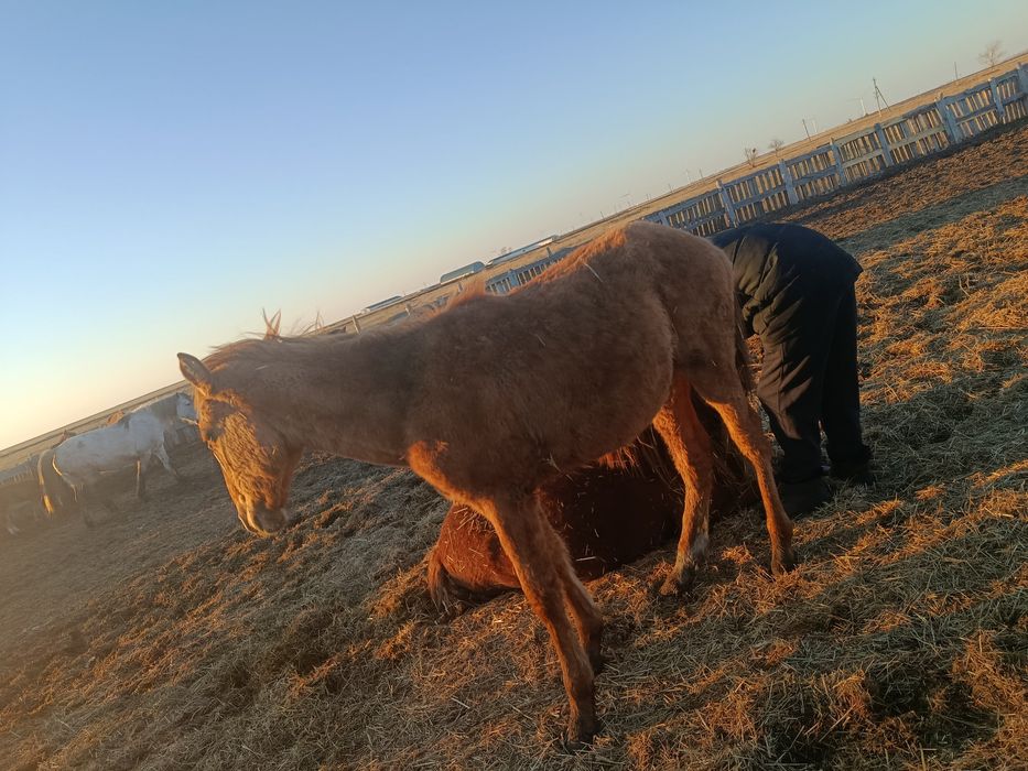 Кобылка годовичок