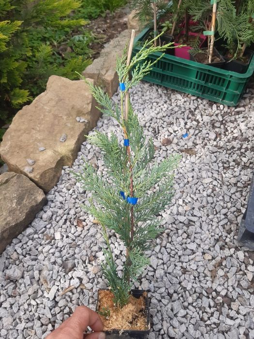Tuia,Leylandii chiparos pana la 110 cm, calitate, nu e fir subtire