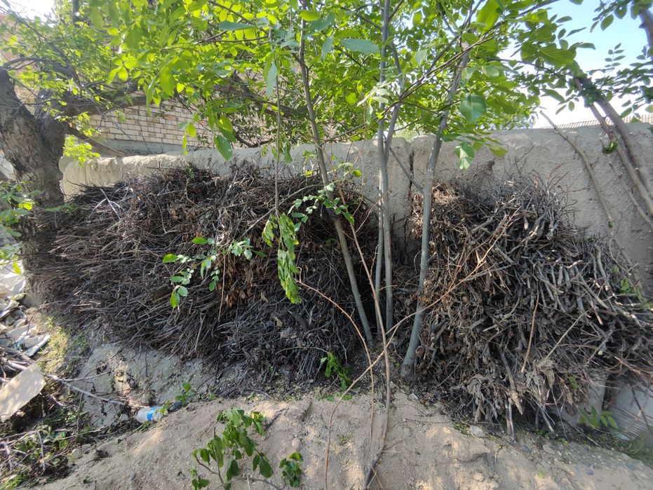 O'tin sotiladi quruq va hul