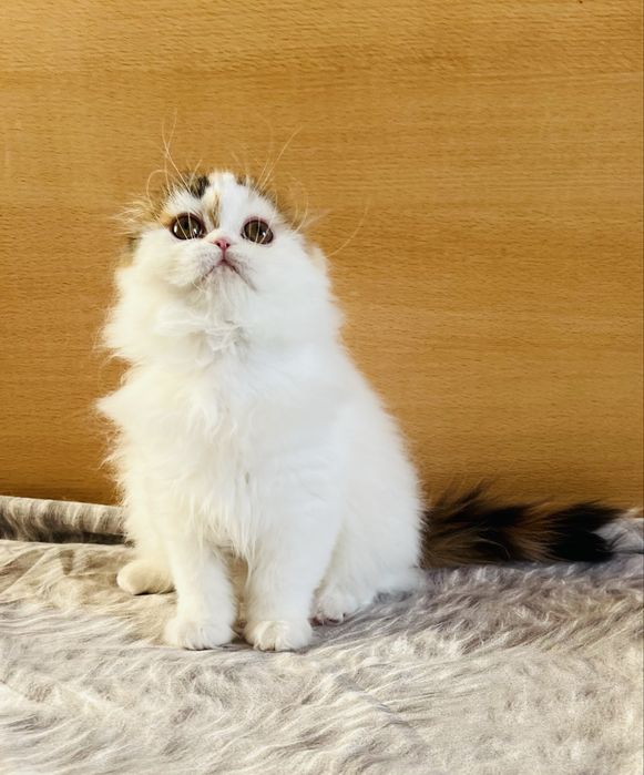 Две шотладкие девочки .
