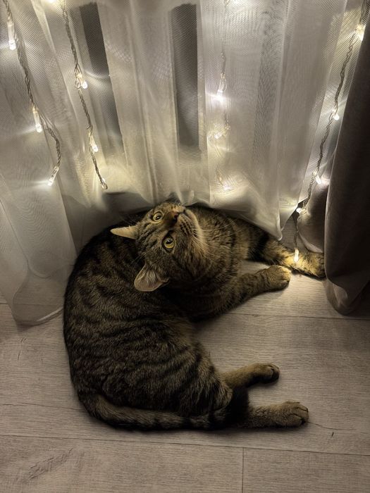 Отдаем котика в добрые руки