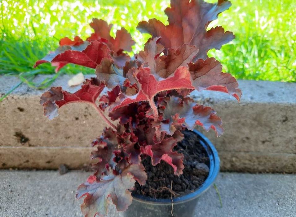 Хойхера - 5 вида