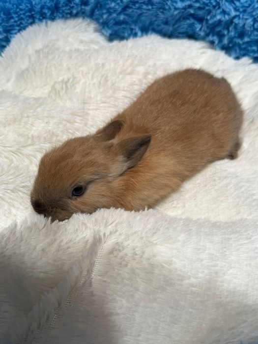 Декоративные кролики