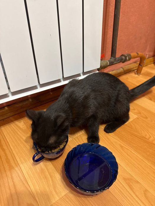 Ищет дом ласковая кошечка Луна