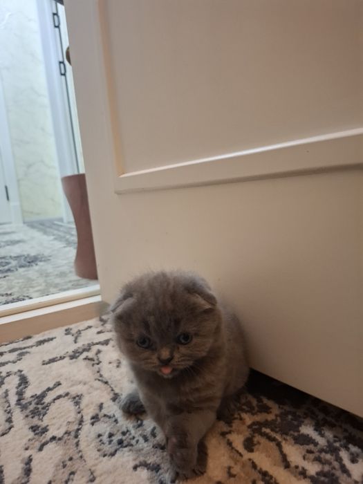 Продаются элитные котята 3 девочки 1 мальчик