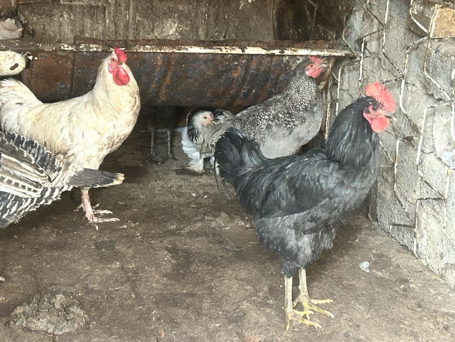 Xoroz Damashni Xoroz