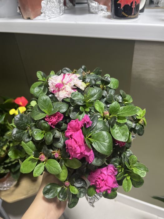 Азалия фикус Бенджамин