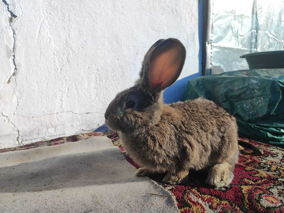 Продам кроликов !