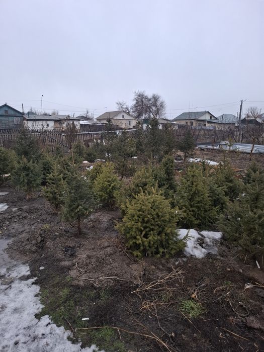 Ёлки 1.2 - 1.5 метра