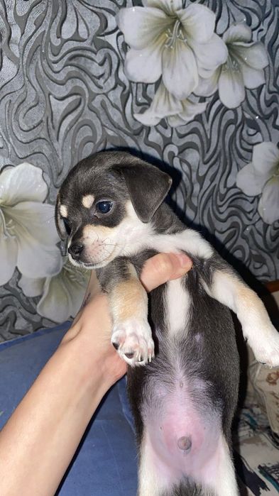 Продам щенков той терьер