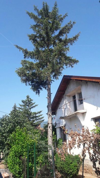 Рязане; кастрене; премахване на опасни дървета с автовишка ( вишка )!