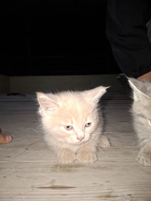 Продам котят срочно