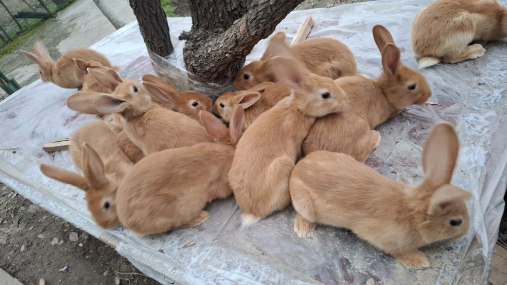 Burgund bollari sotiladi