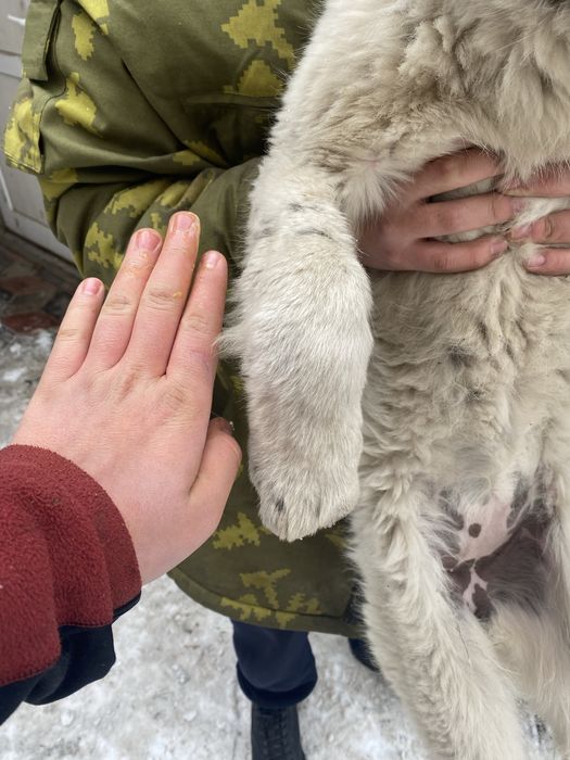 Алабай щенок сучка