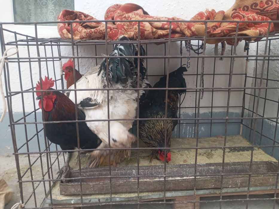 Horoz tovuqlar sotiladi soyishga boqishga