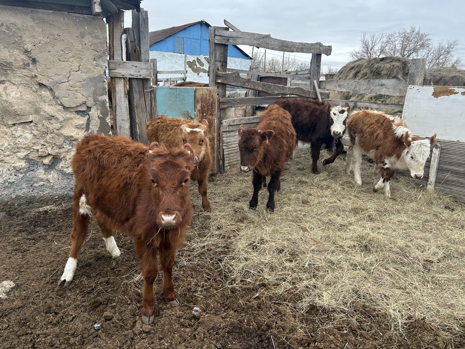 Бұзау сатамын. Продаю телят