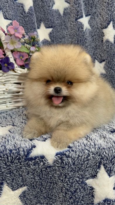 Померанский шпиц