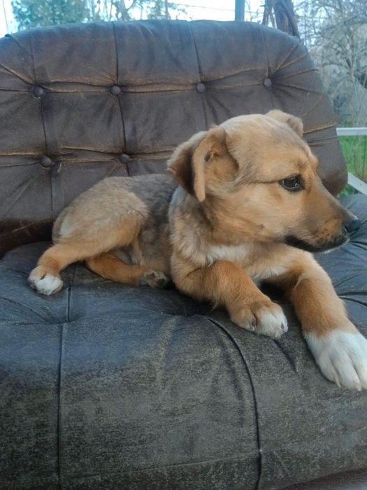 Щенки в добрые руки