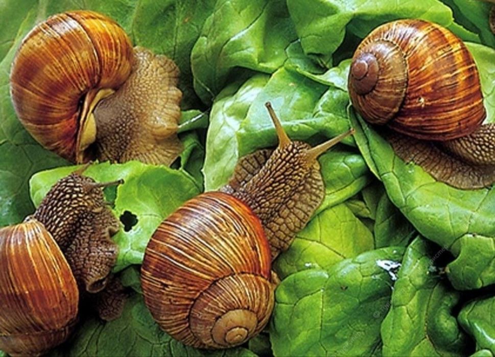 Улитка виноградная