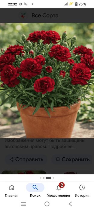 Продам цветы домашнии