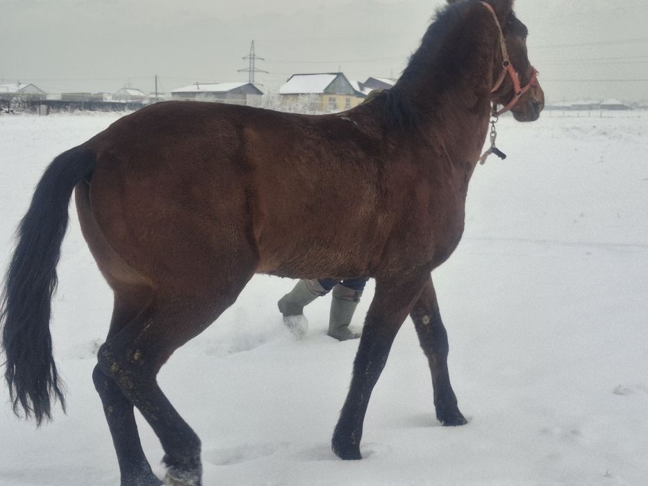 Айғыр 6 жас сатылады