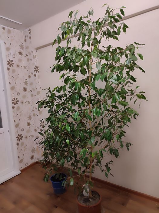 Продам дерево Бенджамина. 15 000. Торг.