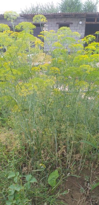 Свежи укроп бауы 150 ден