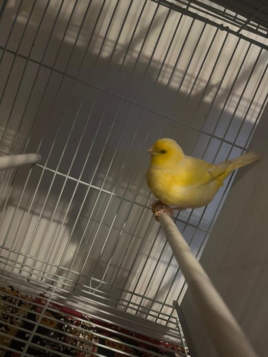 Canari orpheus ideali