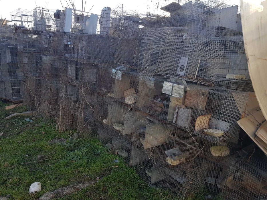 Vand custi chinchilla, iepuri, pasari