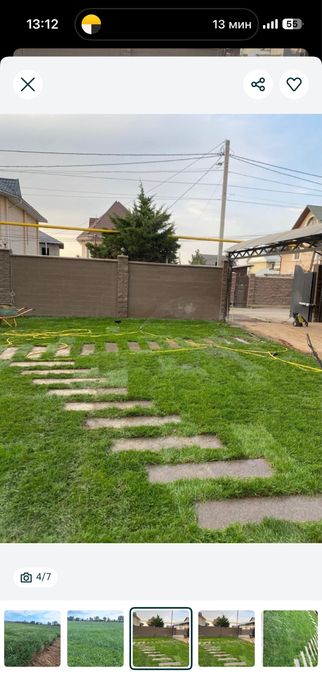 Газон дайын жерге койылатын