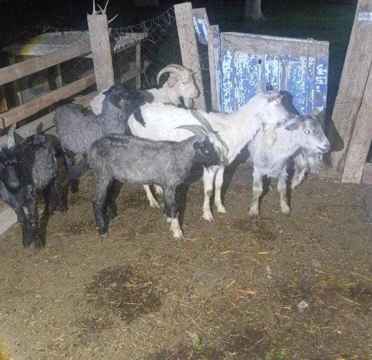 4теке 2серке сатлады