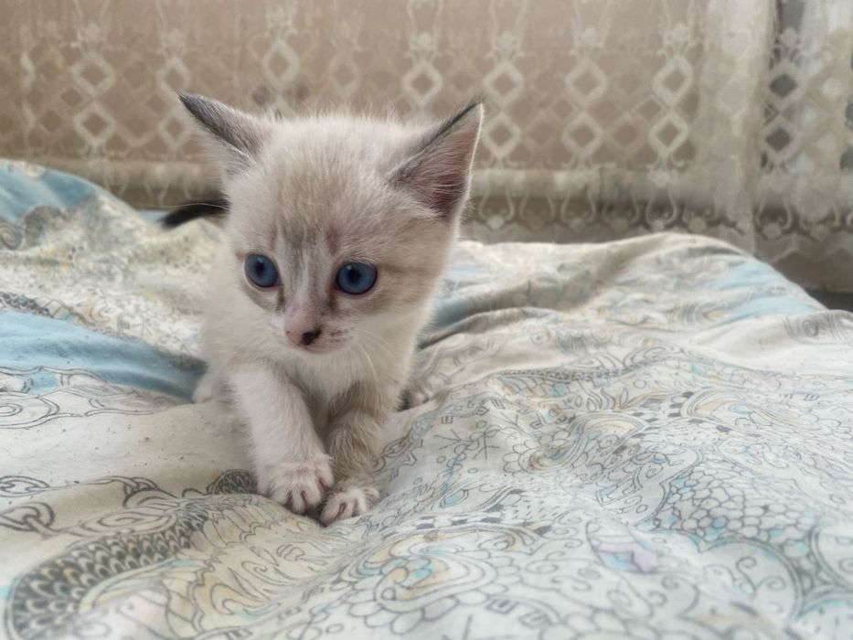 Отдам котят в добрые руки