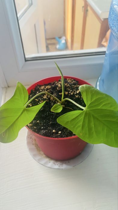 Комнатные цветы и растения